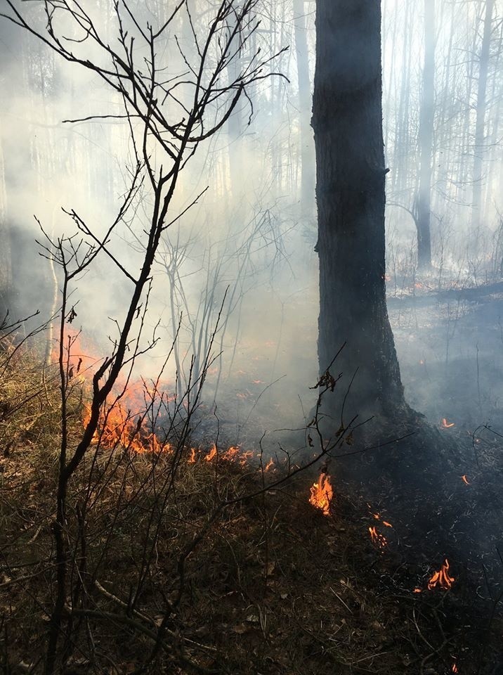 Pożar lasu w Krasocinie.