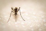 Nowy wirus Cristoli w Paryżu. Mogą go przenosić komary. Czy zaszkodzi Europie i światu tak jak koronawirus?