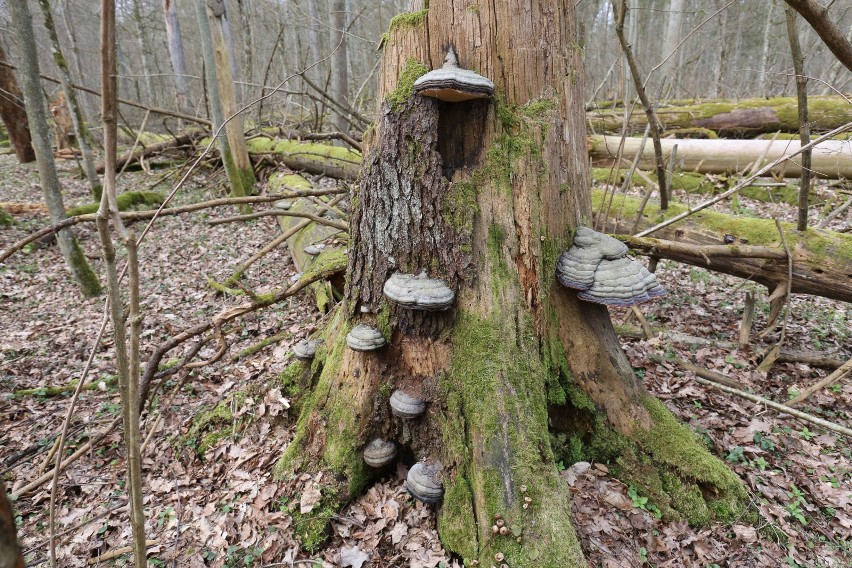 Puszcza Białowieska to dziewiczy kompleks leśny, który...