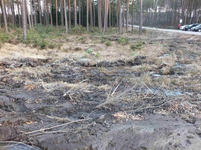 Przy skrzyżowaniu śródleśnej drogi pożarowej nr 7 z drogą wojewódzką numer 744 leśnicy błyskawicznie uprzątnęli wywrócone drzewa