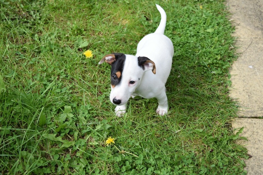 Jack Russell terrier jest psem radosnym, czujnym,...