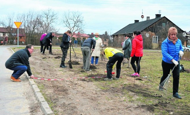 Na skwerku przy ulicy Leśnej działacze KOD-u i Platformy Obywatelskiej posadzili 50 brzóz. Już tam nie rosną.