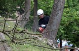 Grudziądz. 13 drzew wycięto na Górze Zamkowej. To była "alpinistyczna robota". Zobacz zdjęcia