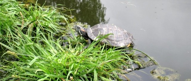 Ten żółw czerwonolicy mieszka w fosie w Parku Branickich od co najmniej roku