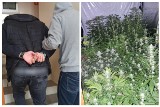 Policjanci z Katowic zlikwidowali nielegalną plantację marihuany. 24 krzaki i prawie kilogram suszu u 32-letniego wodzisławianina