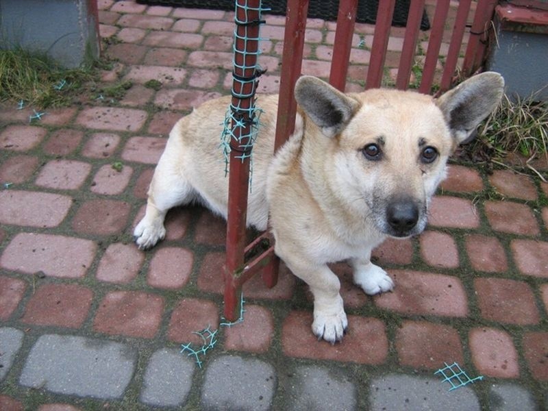 Straż Miejska w Białymstoku uratowała psa, który zaklinował...
