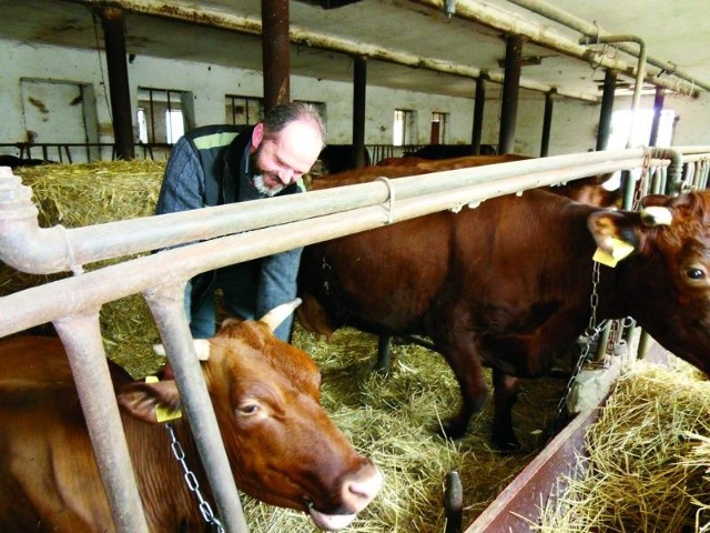 Jacek Godek, rolnik ekologiczny z Łachowa ma hodowlę krów rasy polska czerwona. Prowadzi je z żoną Brygidą