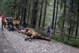 Tatry. Kolejny wypadek konia. Tym razem w Dolinie Chochołowskiej 