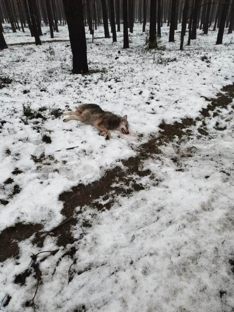 Martwy wilk na trasie Nowogoród Bobrzański - Zielona Góra. Zwierzę, najprawdopodobniej zostało potrącone przez samochód