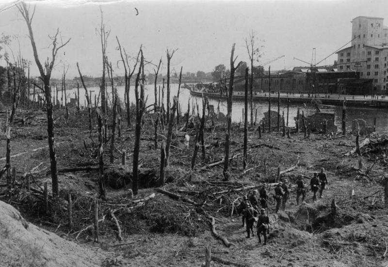 Kikuty drzew na Westerplatte po zakończeniu walk