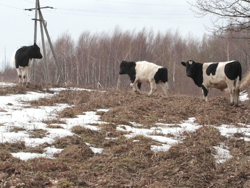 Kilka sztuk bydła chodzi po polach i szuka jedzenia....