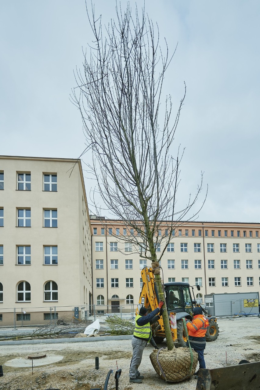 Na Pasażu Schillera w Łodzi rusza sadzenie drzew. Wiemy co się tu pojawi. Zobaczcie zdjęcia