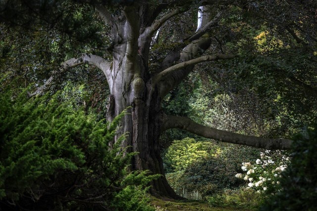 Serce Ogrodu rośnie w Arboretum w Wojsławicach.