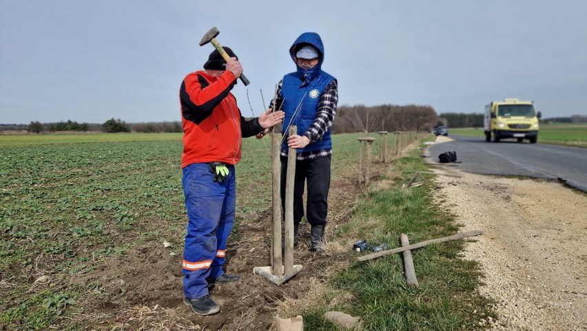 Sadzenie czereśni na ulicy Czereśniowej w Strzelcach...