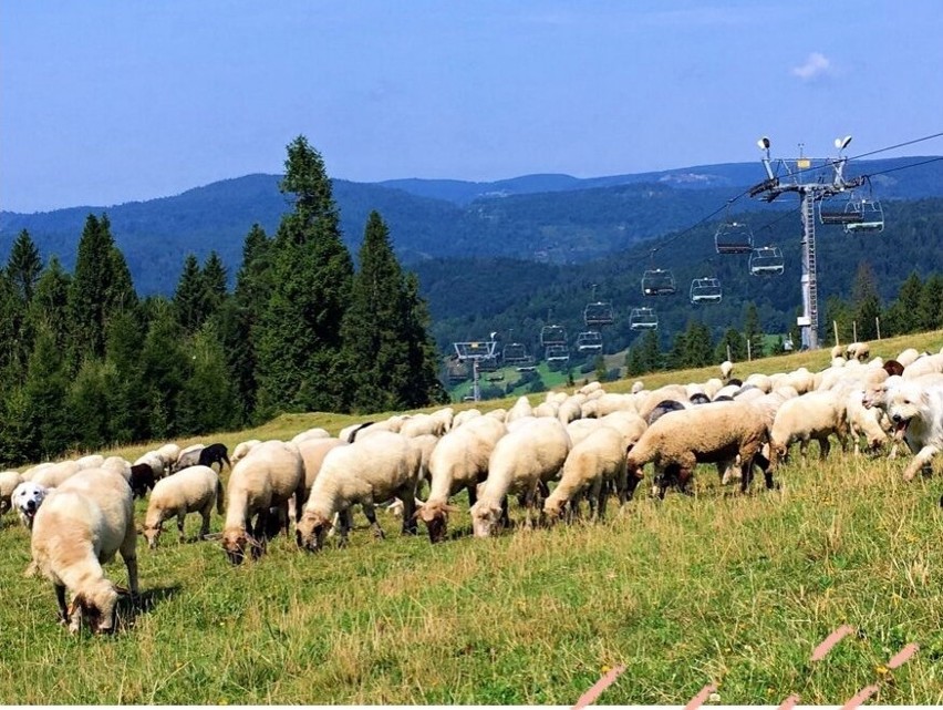 W każdy weekend do wakacji wyciąg w Wierchomli będzie...