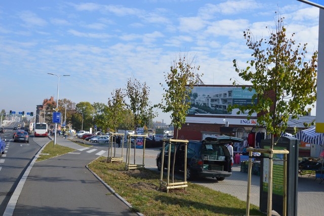 Miejski Zarząd Dróg w Opolu rozpoczął nasadzenia drzew na ulicy Niemodlińskiej w Opolu