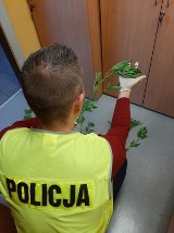 Policja Gubin. W ogródku uprawiał... konopie indyjskie. Funkcjonariusze ujawnili 13 krzewów marihuany na działce 41-letniego mężczyzny