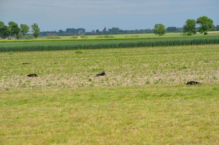 Martwe ptaki znaleziono na polu w Wielowsi. Wszystkie...