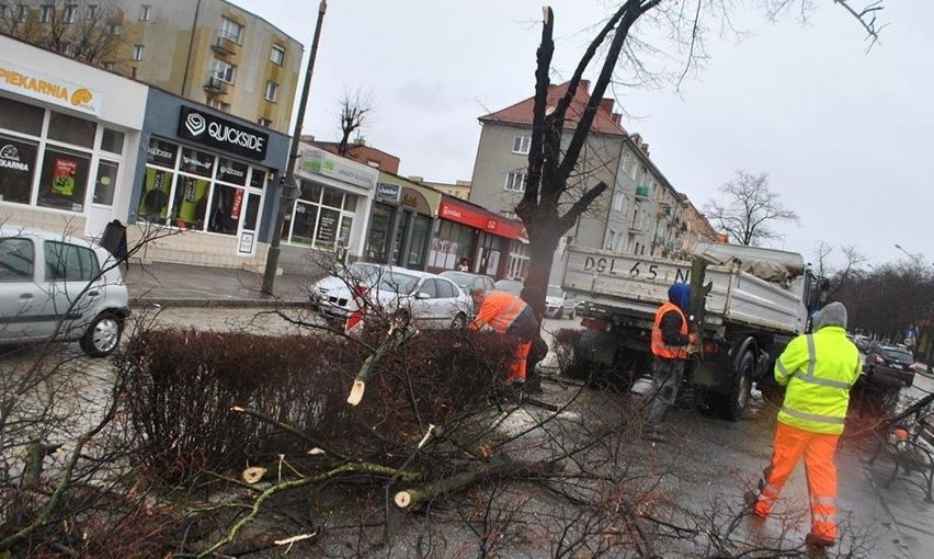 Z alei Wolności znikają stare lipy