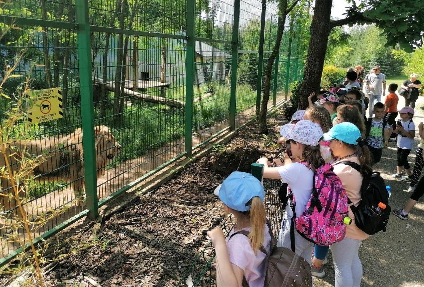 Dzieci z gminy Tuczępy odwiedziły króla lwa. Zobacz wspaniałą zabawę w ZOO Leśne Zacisze [ZDJĘCIA]