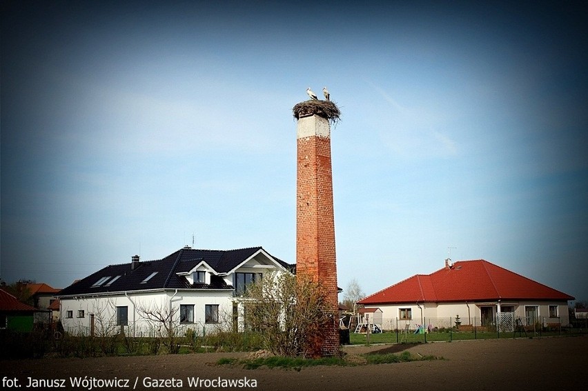 Bociany we Wrocławiu. Czy to już prawdziwa wiosna? (ZDJĘCIA)