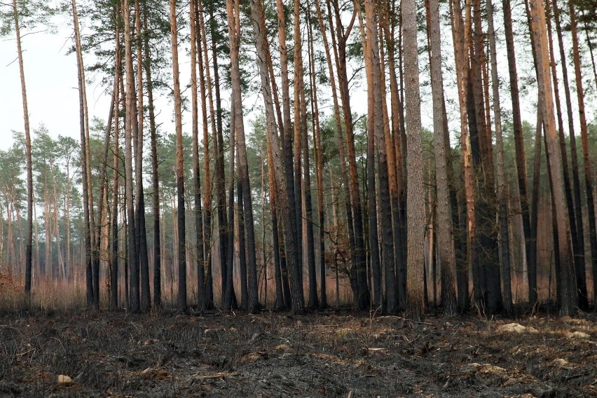 Polskie lasy kryją mnóstwo tajemnic.