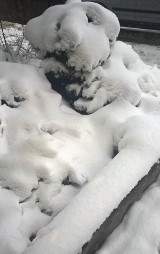 Drzewo przygniotło samochód w Soli. Kierowca przeżył. Śnieg łamie drzewa na Żywiecczyźnie