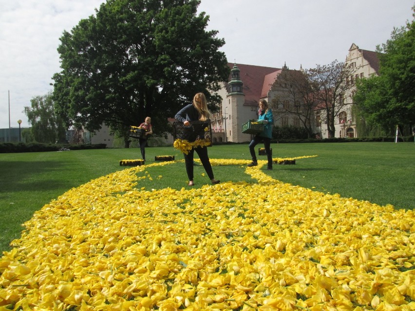 Sypią tulipany, czyli Poznański Dywan Kwiatowy w parku Mickiewicza [ZDJĘCIA]