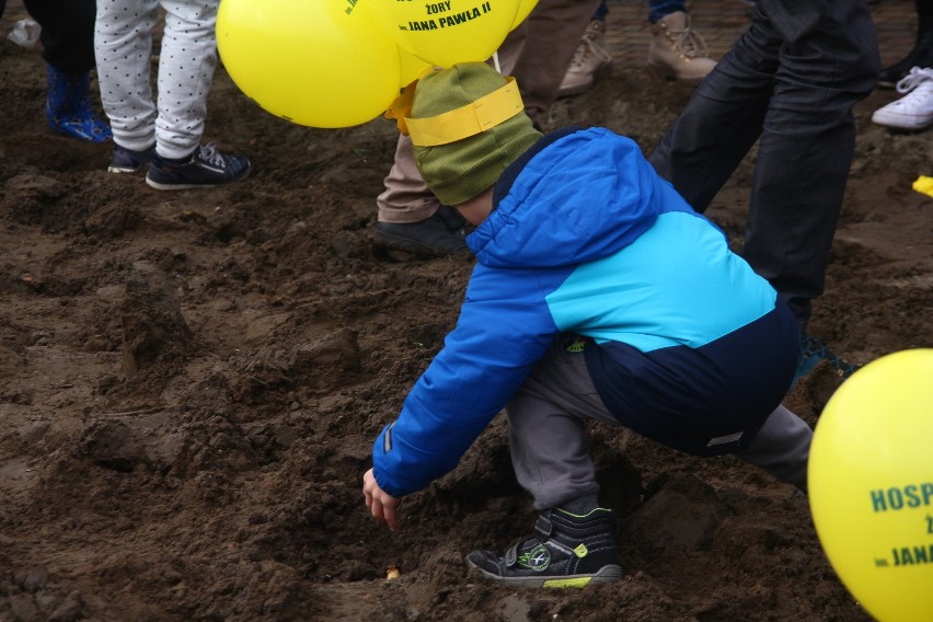 W Żorach zasadzili prawie 1000 żonkili, tworząc "Pole Nadziei" przy hospicjum