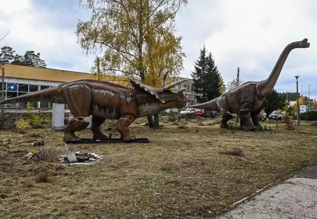 Dinozaury wzbudzają wielkie zainteresowanie mieszkańców Kapuścisk. Przejeżdżające ulicą Wojska Polskiego auta zwalniają. Kierowcy z niedowierzaniem obserwują olbrzymy stojące na trawniku przez byłą stołówką "Zachemu". Przechodnie robią sobie zdjęcia. Internauci "heheszkują" szukając odpowiedzi na pytanie, co na Kapuściskach robią dinozaury. Tak wyglądają dinozaury na bydgoskich Kapuściskach. Zobaczcie zdjęcia >>>>