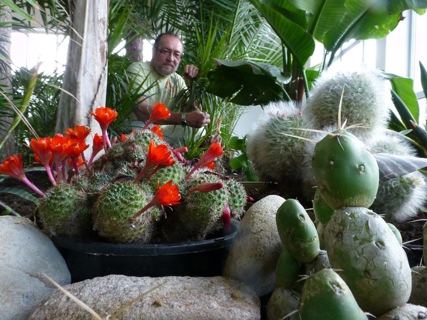 Włodzimierz Wasilewski zaznacza jednak, że kwitnące kaktusy...