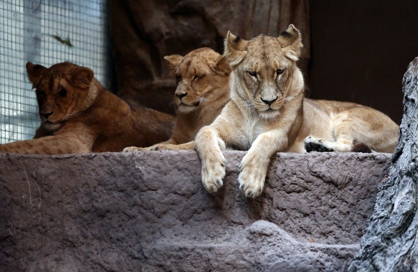 Lew zagryzł lwicę w gdańskim zoo. Arco wyeliminował samicę, której nie chciał?