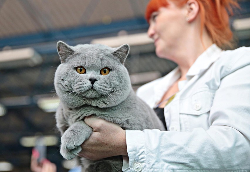 Kraków. Wystawa kotów rasowych. Zobacz kocie piękności! [ZDJĘCIA]