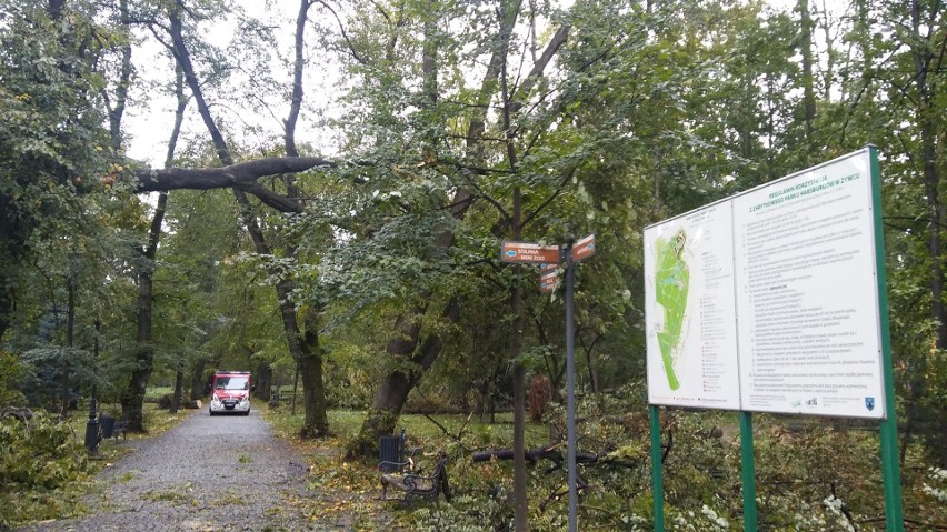 Park żywiecki został zniszczony przez orkan Ksawery nawet w...