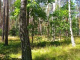 Posadź las na swojej ziemi i weź za to pieniądze. Są też dopłaty do starszych lasów [nabory, stawki]