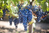Tradycja winiarska w Wielkopolsce. Dlaczego regionalne wino jest tak mało znane?