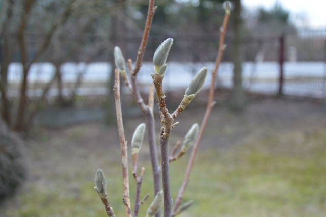 Wiosna tuż - tuż, a przedwiośnie trwa w najlepsze. Choć pogoda może jeszcze płatać figle, nie ma wątpliwości, że choć nie kalendarzowo, ale przyrodniczo już po zimie. Świadczą o tym nie tylko przyloty ptaków (są już u nas skowronki, żurawie. czajki, szpaki i drozdy), ale przede wszystkim kwitnące rośliny. O wiośnie będziemy mówić, gdy zakwitną magnolie - ich pąki są już nabrzmiałe. >>> ZOBACZ WIĘCEJ NA KOLEJNYCH ZDJĘCIACH 