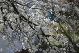 Kolory wiosny 2018: Tak kwitną drzewa i krzewy na Śląsku ZDJĘCIA