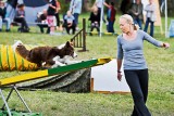 Agility znaczy zwinność