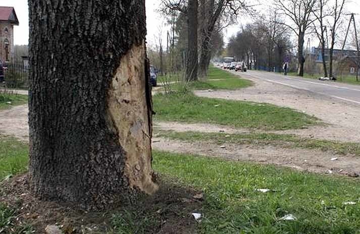 Motocyklista uderzył w to drzewo. Maszynę widać w oddali, z...