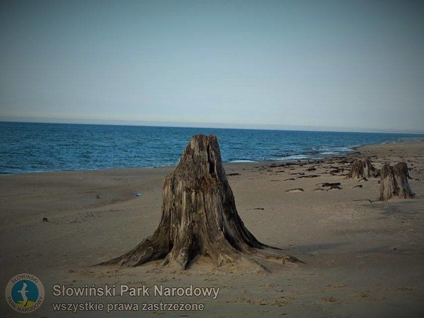 Odkryty przez morze las można podziwiać w Słowińskim Parku...