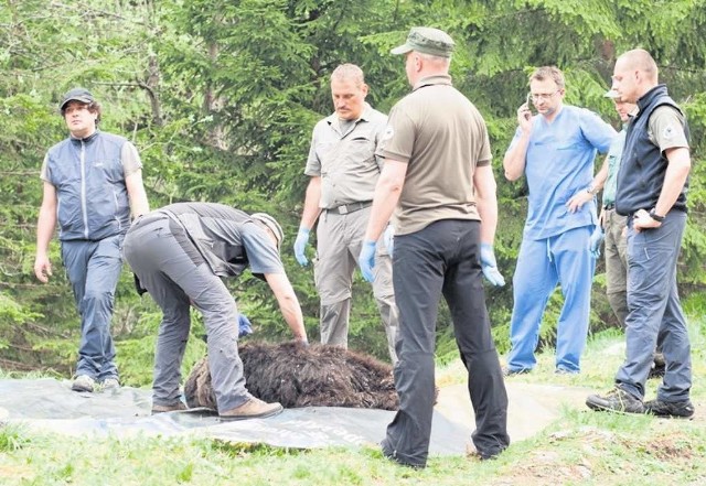 Sparaliżowany niedźwiedź został przez parkowców uśpiony. Nie znaleziono związku paraliżu z postrzałem
