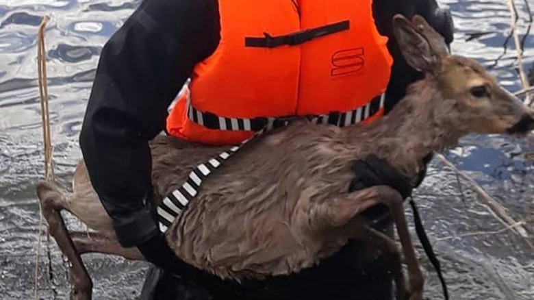 Kościerzyna. Nietypowa akcja strażaków. Ratowali sarnę, która tonęła w Jeziorze Kaplicznym [ZDJĘCIA]