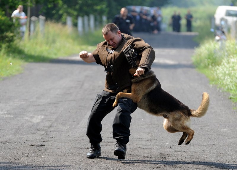 Psy policyjne
Konkurs na najlepszego psa policyjnego.
