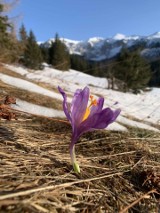 Tatry. Zobacz, jak budzi się do życia górska przyrody. W tym roku człowiek jej nie przeszkadza [6.04.]