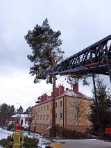 Gałęzie zagrażały bezpieczeństwu na ulicy Chałubińskiego w Skarżysku. Interweniowała straż pożarna