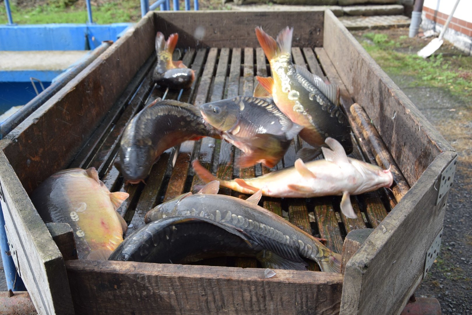 Wojewódzkie Święto Karpia oPolskiego tuż przed rybackimi żniwami. Rocznie  odławiamy ok. 1700-1800 ton ryby w regionie | Strefa Agro