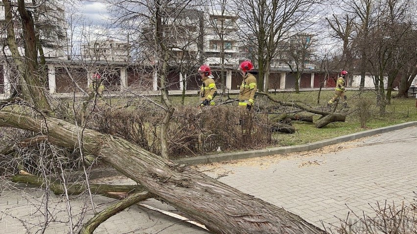 Opolscy strażacy wyjeżdżają głównie do powalonych drzew.