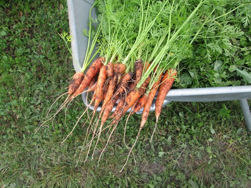 Selery, buraki ćwikłowe, marchew, pietruszkę, rzodkiew,...