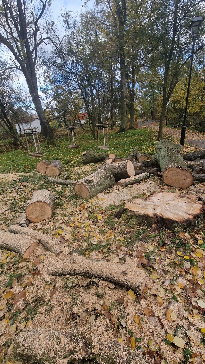 Decyzja o wycięciu 17 drzew z Parku Bieńkowickiego wywołała...